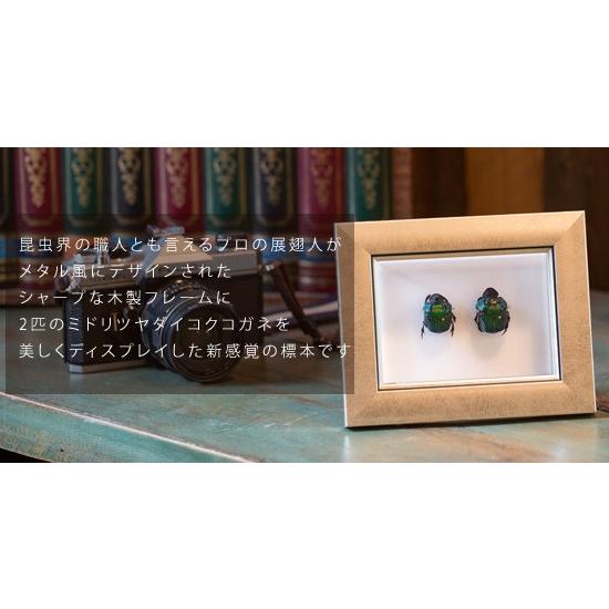 昆虫標本 ミドリツヤダイコクコガネ 2匹 メタリック調ライト