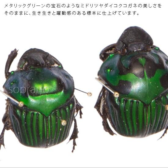 【フンチュウ標本】ミドリツヤダイコクコガネ/エクアドル産/♂25mm♀26mm フンチュウ標本】ミドリツヤダイコクコガネ/エクアドル産/♂25mm