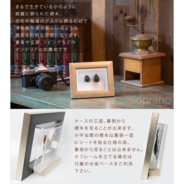 昆虫標本 ミドリツヤダイコクコガネ 2匹 メタリック調ライトフレーム