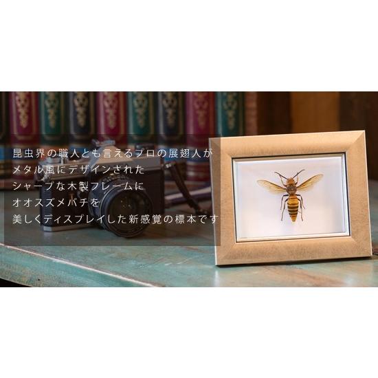 昆虫標本 オオスズメバチ メタリック調ライトフレーム｜soprano｜02