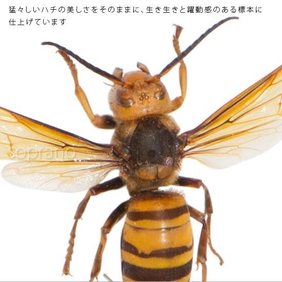 昆虫標本 オオスズメバチ メタリック調ライトフレーム : ソプラノYahoo