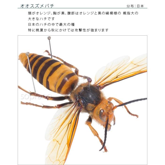 昆虫標本 オオスズメバチ メタリック調ライトフレーム : ソプラノYahoo