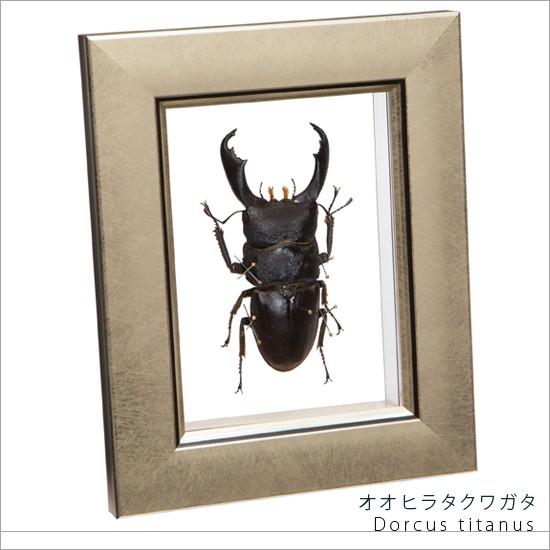 クワガタ　標本　オオクワガタ　木製フレーム 昆虫標本 オオヒラタクワガタ メタリック調ライトフレーム