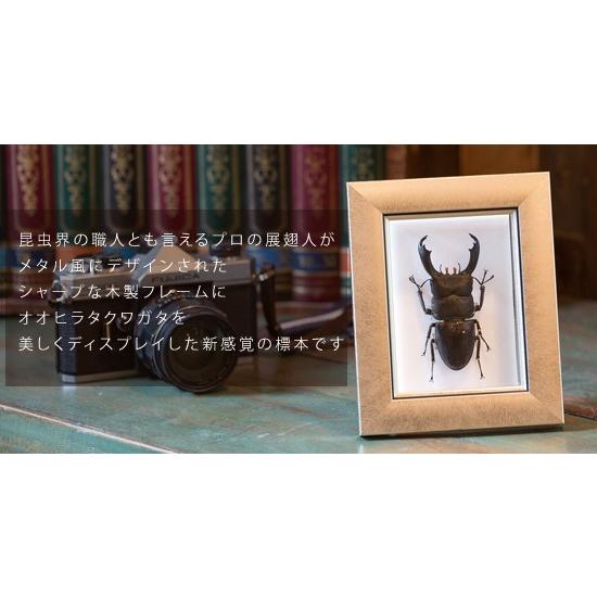 ミンダナオ ヒラタクワガタ 標本 ミンダナオヒラタ♂標本