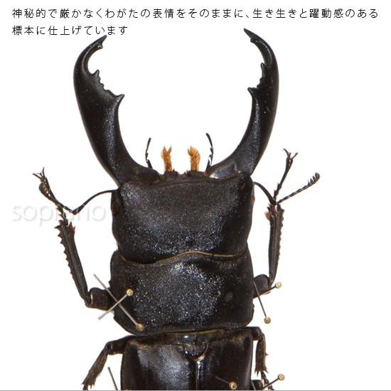 昆虫標本 オオヒラタクワガタ メタリック調ライトフレーム