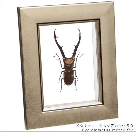 昆虫標本 メタリフェールホソアカクワガタ メタリック調ライト 昆虫標本 メタリフェールホソアカクワガタ メタリック調ライト