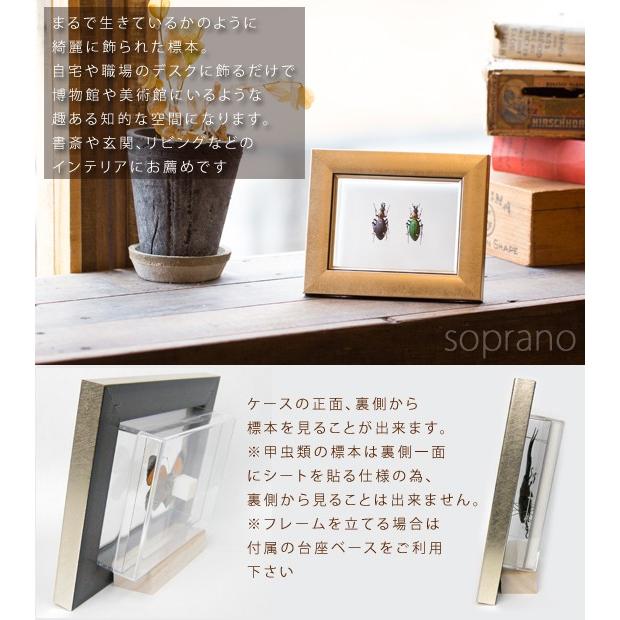 昆虫標本 オオルリオサムシ 2匹 メタリック調ライトフレーム