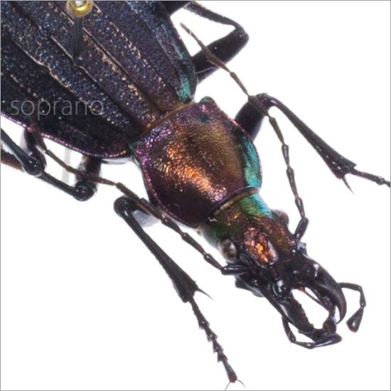 いしちゃん　オサムシ　学術標本 いしちゃん オサムシ 学術標本 INTO DARKNESS - Roppon-Ashi