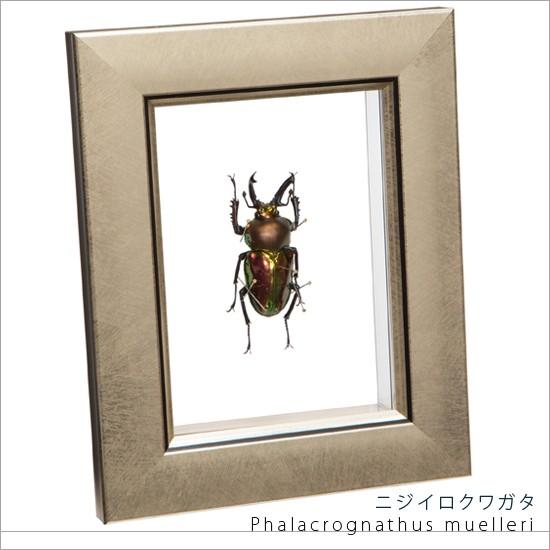 昆虫標本 ニジイロクワガタ メタリック調ライトフレーム 昆虫標本 ニジイロクワガタ メタリック調ライトフレーム