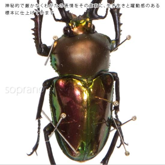 昆虫標本 ニジイロクワガタ メタリック調ライトフレーム 昆虫標本 ニジイロクワガタ メタリック調ライトフレーム