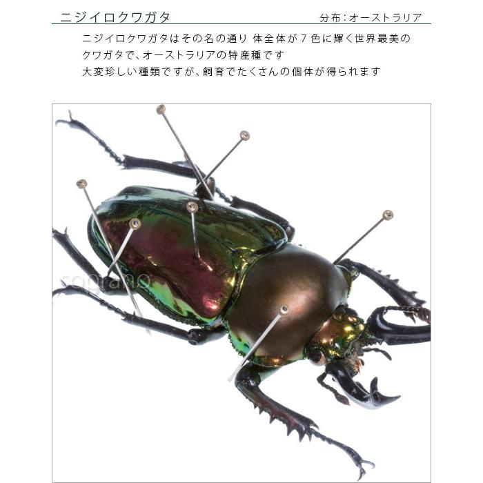 昆虫標本 ニジイロクワガタ メタリック調ライトフレーム 昆虫標本 ニジイロクワガタ メタリック調ライトフレーム