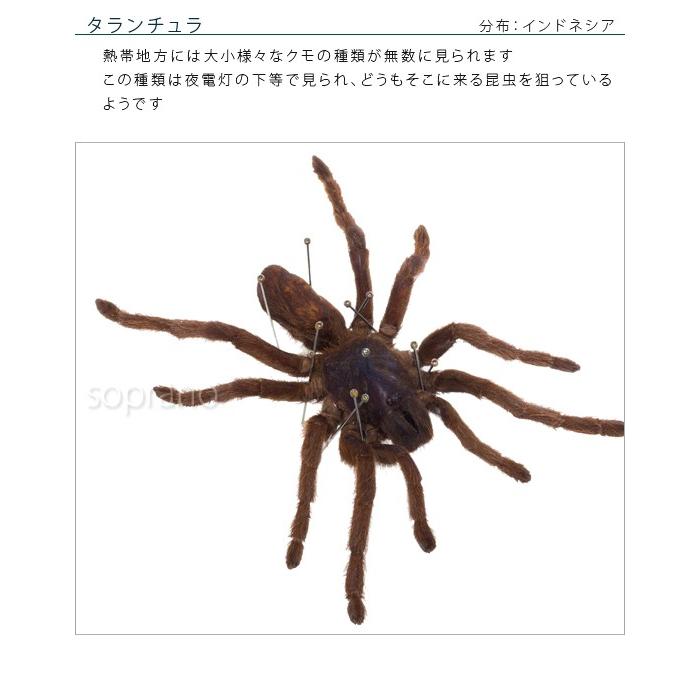 昆虫用品 ○昆虫標本セット額入り サソリ + クモ（スパイダー）標本