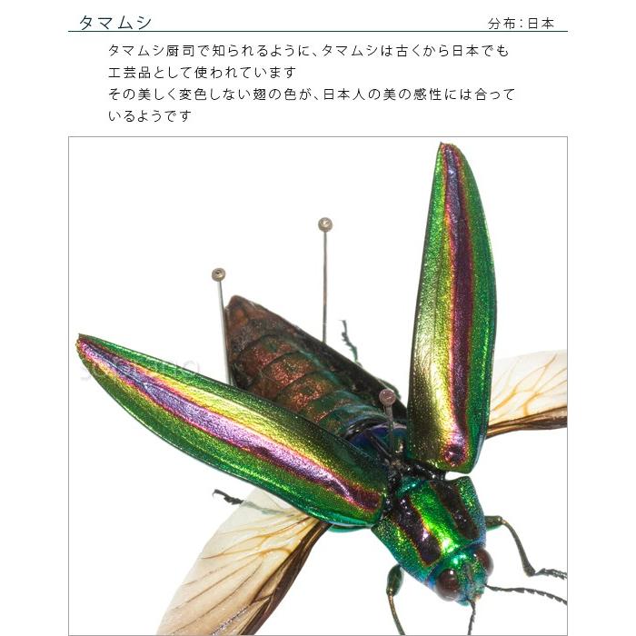 昆虫標本 タマムシ展翅 メタリック調ライトフレーム : ソプラノ