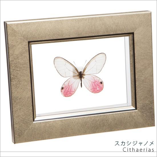 昆虫標本 蝶の標本 スカシジャノメ メタリック調ライトフレーム