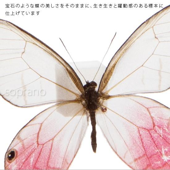 ヒョウモン、ジャノメ蝶標本箱 Yahoo!オークション -「蝶 標本