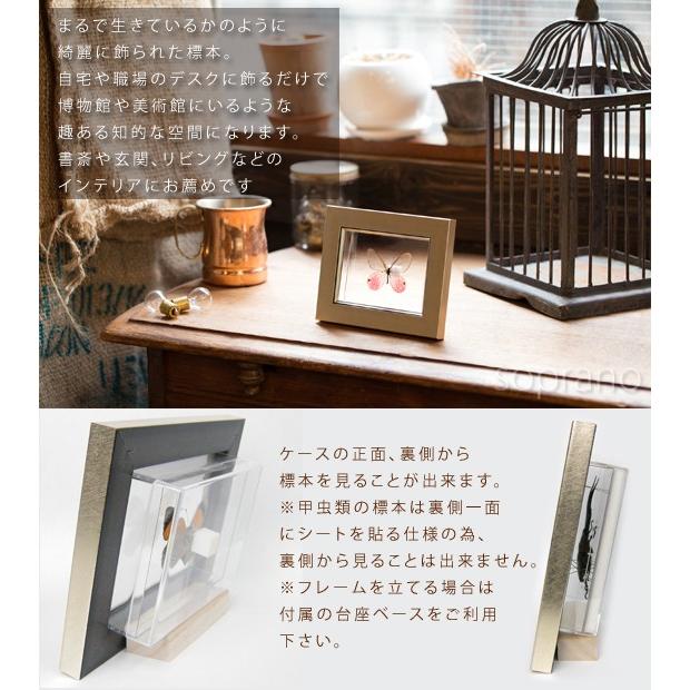 標本 スカシジャノメ サツマニシキ スズメガ ハゴロモ・蝶・蛾など貴重標本箱 標本 スカシジャノメ サツマニシキ スズメガ ハゴロモ・蝶・蛾