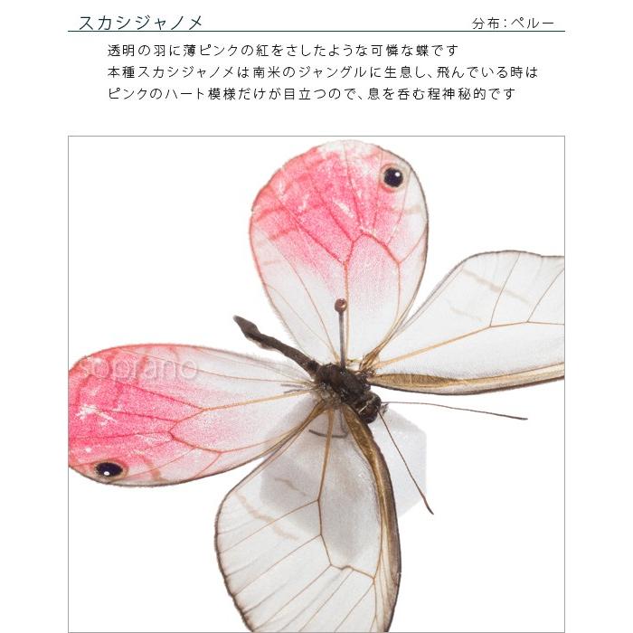 標本 スカシジャノメ サツマニシキ スズメガ ハゴロモ・蝶・蛾など貴重標本箱 楽天市場】蝶の標本コレクション 「スカシジャノメ」 : 仏像