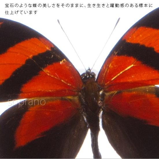 昆虫標本 蝶の標本 キノスラウズマキタテハ メタリック調ライトフレーム｜soprano｜03
