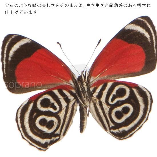 昆虫標本 蝶の標本 ウラモジタテハ メタリック調ライトフレーム