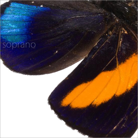 昆虫標本 蝶の標本 パスタザウズマキタテハ メタリック調ライト