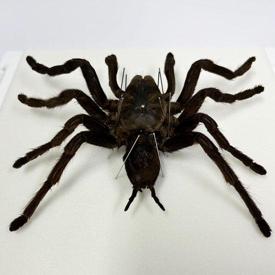クモ標本 ガラスケース入り約20cm 巨大タランチュラ17cm×17cm クモ標本
