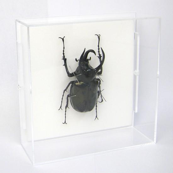 昆虫標本 アトラスカブト アクリルフレーム 透明 Lis Sk8012 ソプラノyahoo 店 通販 Yahoo ショッピング