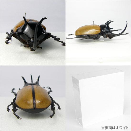 昆虫標本 ゴホンツノカブト アクリルフレーム 透明｜soprano｜02