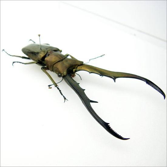 昆虫標本 メタリフェールホソアカクワガタ アクリルフレーム 透明