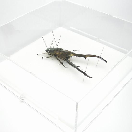 昆虫標本 メタリフェールホソアカクワガタ アクリルフレーム 透明