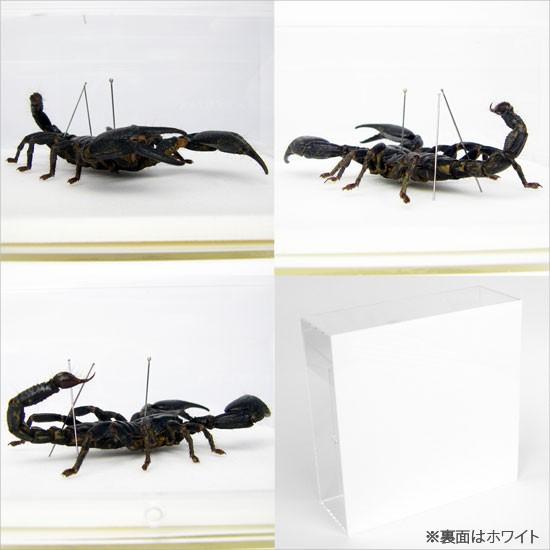 昆虫標本 クロオオサソリ アクリルフレーム 透明 : ソプラノYahoo!店