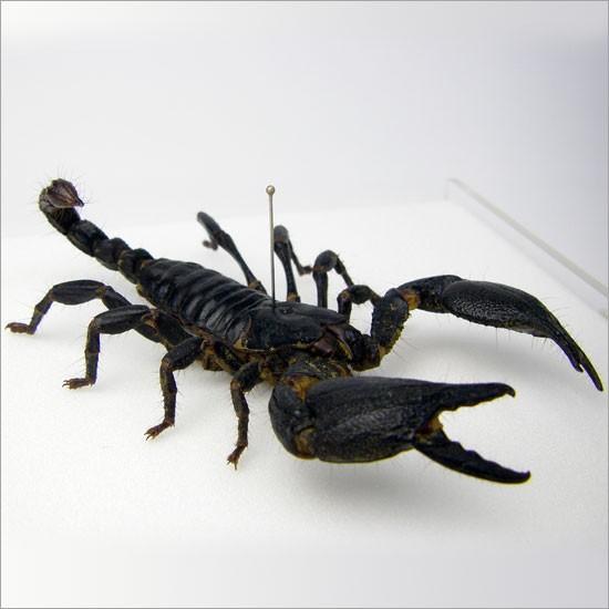 昆虫標本 クロオオサソリ アクリルフレーム 透明 : ソプラノYahoo!店