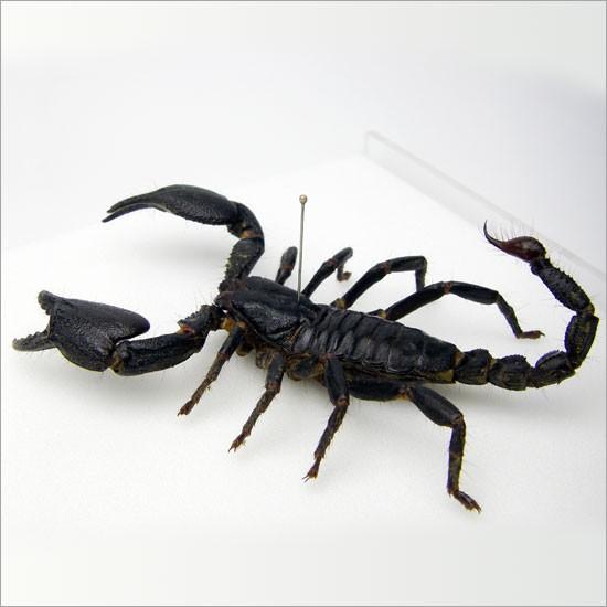 昆虫標本 クロオオサソリ アクリルフレーム 透明 : ソプラノYahoo!店