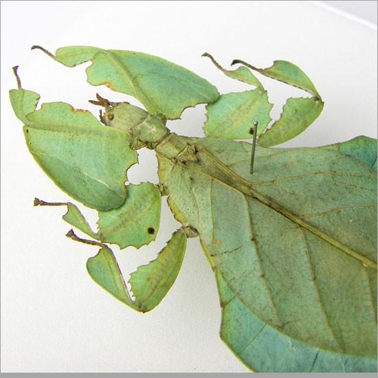 昆虫標本 コノハムシ アクリルフレーム 透明 : ソプラノYahoo!店