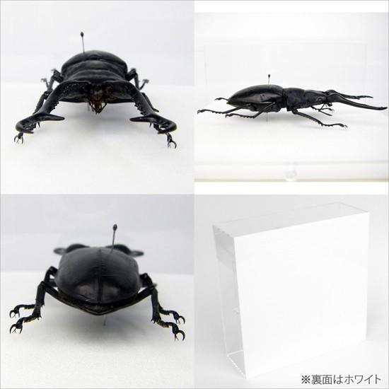 昆虫標本 ギラファノコギリクワガタ アクリルフレーム 透明