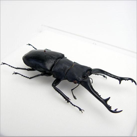 昆虫標本 ギラファノコギリクワガタ アクリルフレーム 透明 昆虫標本 ギラファノコギリクワガタ アクリルフレーム 透明