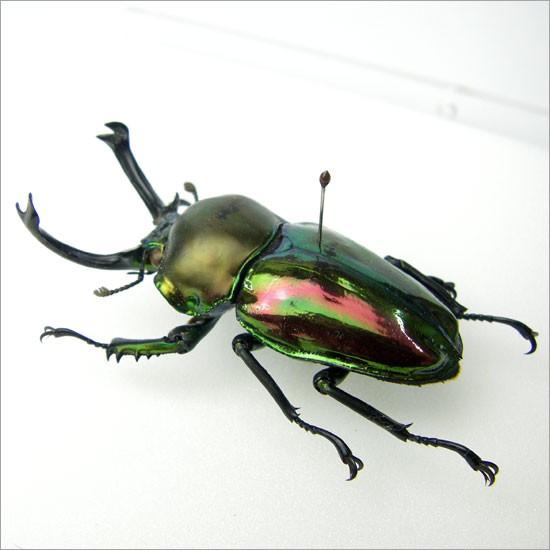 昆虫標本 ニジイロクワガタ アクリルフレーム 透明 : ソプラノYahoo!店