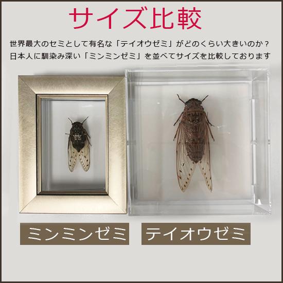 週末限定セール　昆虫標本　エチゴエゾゼミ 週末限定セール 昆虫標本 エチゴエゾゼミ - メルカリ