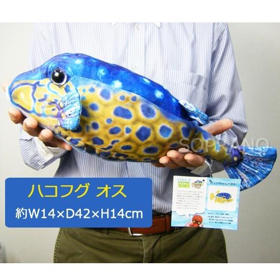 さかなクンプロデュース おさかなぬいぐるみ ハコフグ オス ワイルドグラフィ Tst Sk002c ソプラノyahoo 店 通販 Yahoo ショッピング