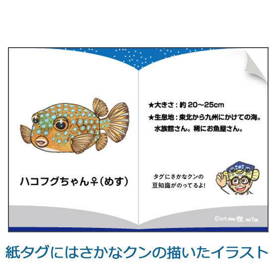 ポイント10倍 期間限定 さかなクンプロデュース おさかなぬいぐるみ ハコフグ メス ワイルドグラフィ｜soprano｜04