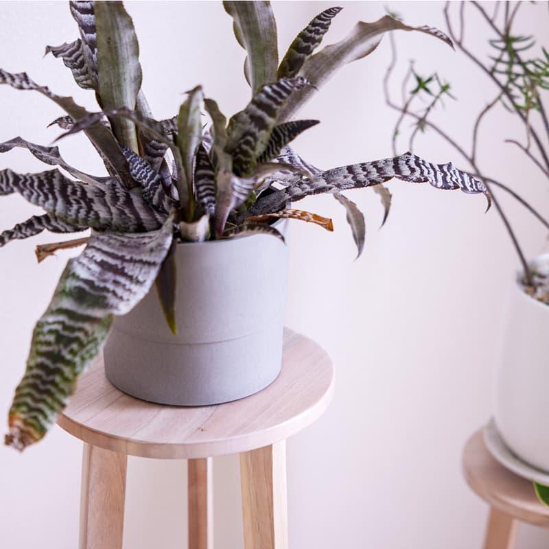 プランターベース Lサイズ フラワーベース 観葉植物 植物置き 花台 プランター 花 棚 飾り台 木製 ミンディ リビング おしゃれ 北欧 ホワイト ブラウン 0468の画像