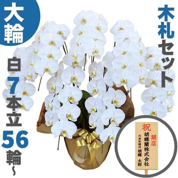 胡蝶蘭 大輪 7本立ち 63輪 蕾込み 木札セット 株主総会 高級 昇進 農園直送 金賞受賞 その他フラワーアレンジメント 金婚式 移転祝い 開業 祝い 叙勲 受章祝い 昇進 栄転 就任 長寿 還暦 株主総会 Hanamatsu D 7 63 Ms Delta Facilities オフィス家具