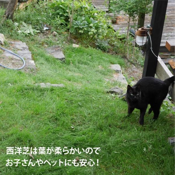 ぴたっと貼るだけ!西洋芝シート(1m×1m)2枚セット+まくだけで芝生の根はりを良くする1坪分 *オリジナル使用マニュアル付 (000085set_2)|soraniwashop|11