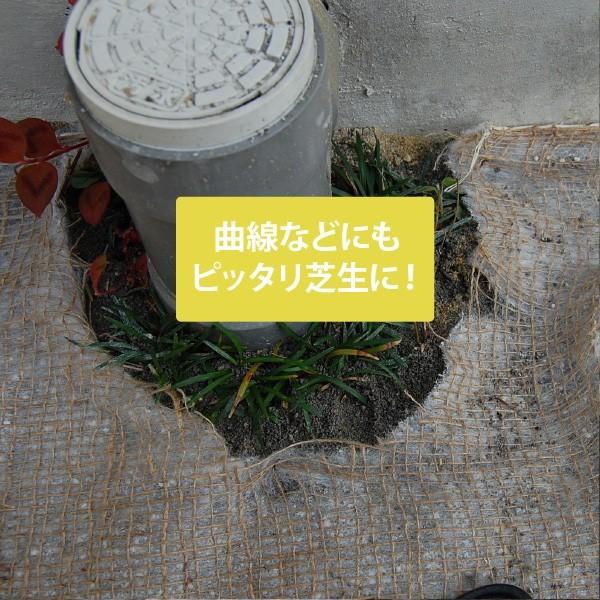 ぴたっと貼るだけ!西洋芝シート(1m×1m)2枚セット+まくだけで芝生の根はりを良くする1坪分 *オリジナル使用マニュアル付 (000085set_2)|soraniwashop|08