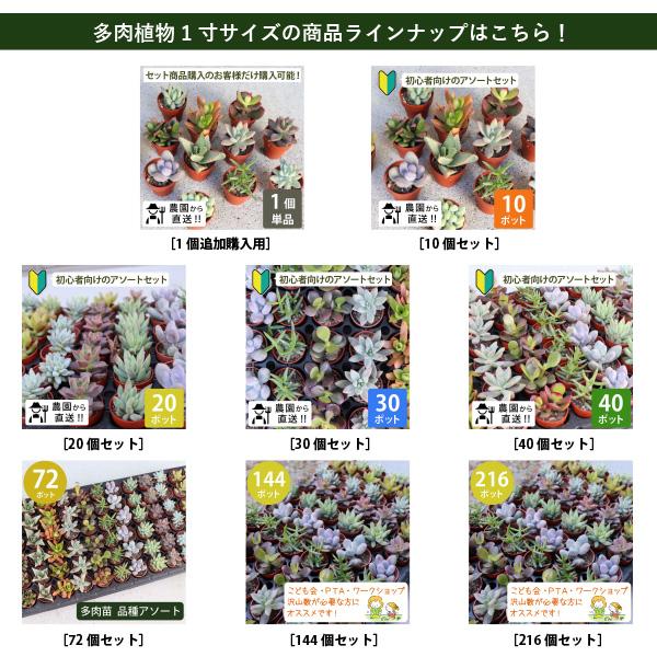 農場直送!多肉植物 ミニ苗 10個セット 1寸 (1号 3cmポット 農場直送!多肉植物 ミニ苗 10個セット 1寸 (1号 3cmポット