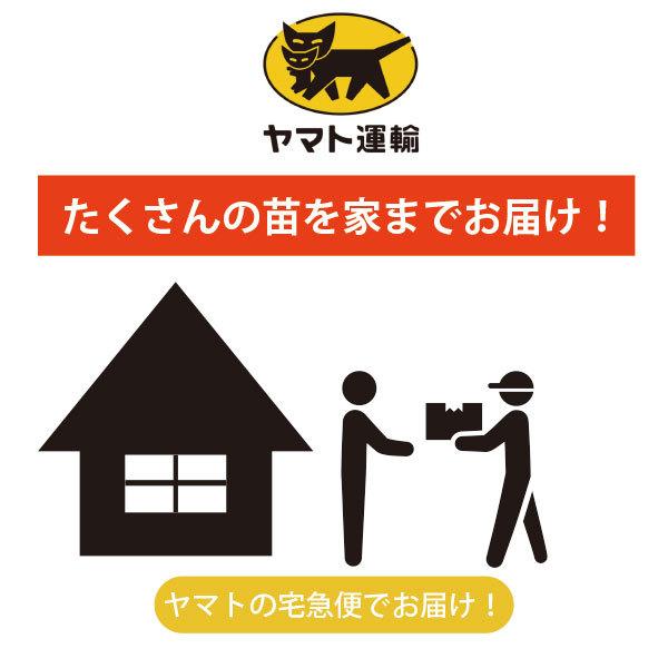 グランドカバー 苗 [リシマキア] 24個 セット 3寸 (3号 9cmポット) カラーミックス  ケース販売 全国どこでも送料無料