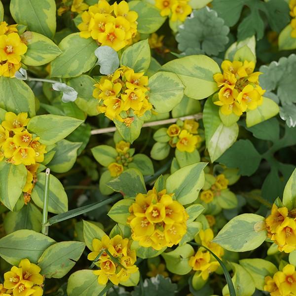 グランドカバー 苗 [リシマキア] 24個 セット 3寸 (3号 9cmポット) カラーミックス  ケース販売 全国どこでも送料無料