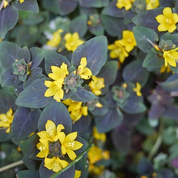 グランドカバー 苗 [リシマキア] 24個 セット 3寸 (3号 9cmポット) カラーミックス  ケース販売 全国どこでも送料無料