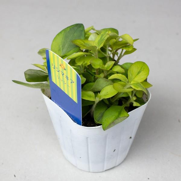 グランドカバー 苗 [リシマキア] 24個 セット 3寸 (3号 9cmポット) カラーミックス  ケース販売 全国どこでも送料無料