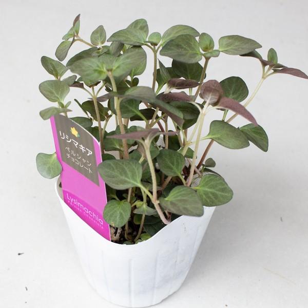 グランドカバー 苗 [リシマキア] 24個 セット 3寸 (3号 9cmポット) カラーミックス  ケース販売 全国どこでも送料無料