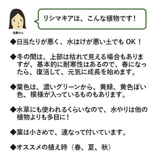 グランドカバー 苗 [リシマキア] 24個 セット 3寸 (3号 9cmポット) カラーミックス  ケース販売 全国どこでも送料無料